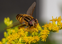 Helophilus fasciatus