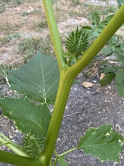 Datura stramonium