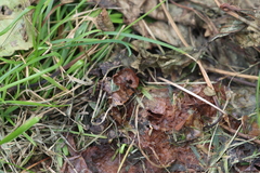 Delphinia picta