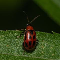 Cerotoma trifurcata