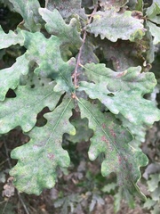 Quercus robur