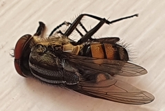 Stomorhina