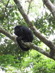 Alouatta pigra
