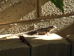 Sceloporus magister