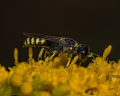 Ectemnius