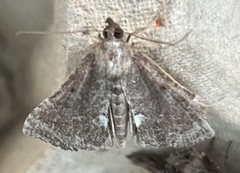 Hypena bijugalis