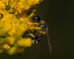 Ectemnius