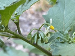 Solanum nigrum