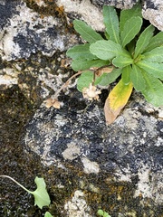 Erigeron philadelphicus provancheri