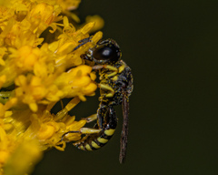 Ectemnius