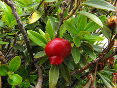 Exobasidium rhododendri