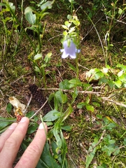 Campanula barbata