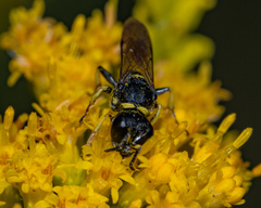Ectemnius