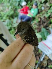 Epinecrophylla fulviventris