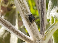 Cosmopepla lintneriana