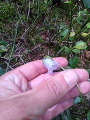 Campanula barbata