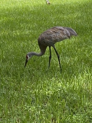 Antigone canadensis pratensis