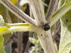 Cosmopepla lintneriana