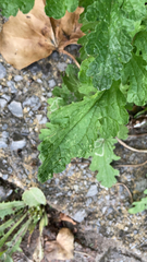 Senecioninae
