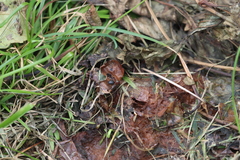 Delphinia picta