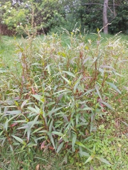 Persicaria punctata