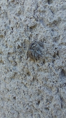 Insecta