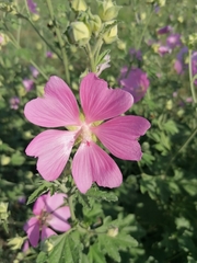 Malva thuringiaca