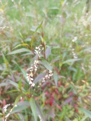 Persicaria punctata