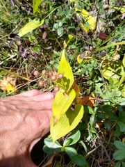 Maianthemum bifolium