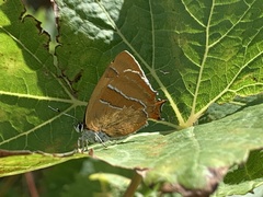 Thecla betulae