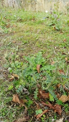 Carduus crispus