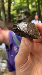 Sternotherus odoratus