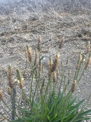 Plantago coronopus