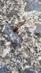 Euborellia annulipes