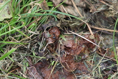 Delphinia picta