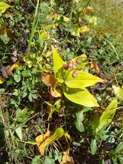 Maianthemum bifolium