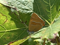 Thecla betulae
