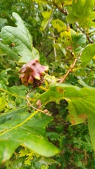 Andricus quercuscalicis