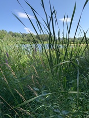 Typha angustifolia
