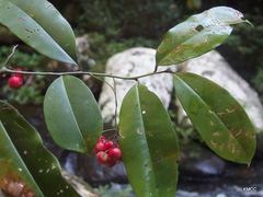 Oncostemum umbellatum