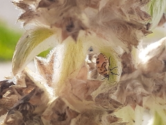 Cosmopepla lintneriana