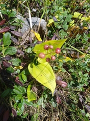 Maianthemum bifolium