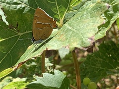 Thecla betulae