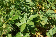 Potentilla umbrosa