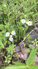 Erigeron