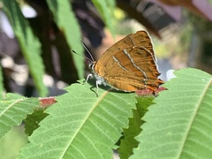 Thecla betulae
