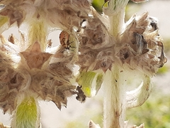 Cosmopepla lintneriana