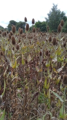 Dipsacus fullonum