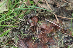 Delphinia picta