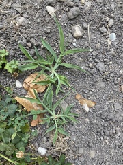 Digitaria sanguinalis